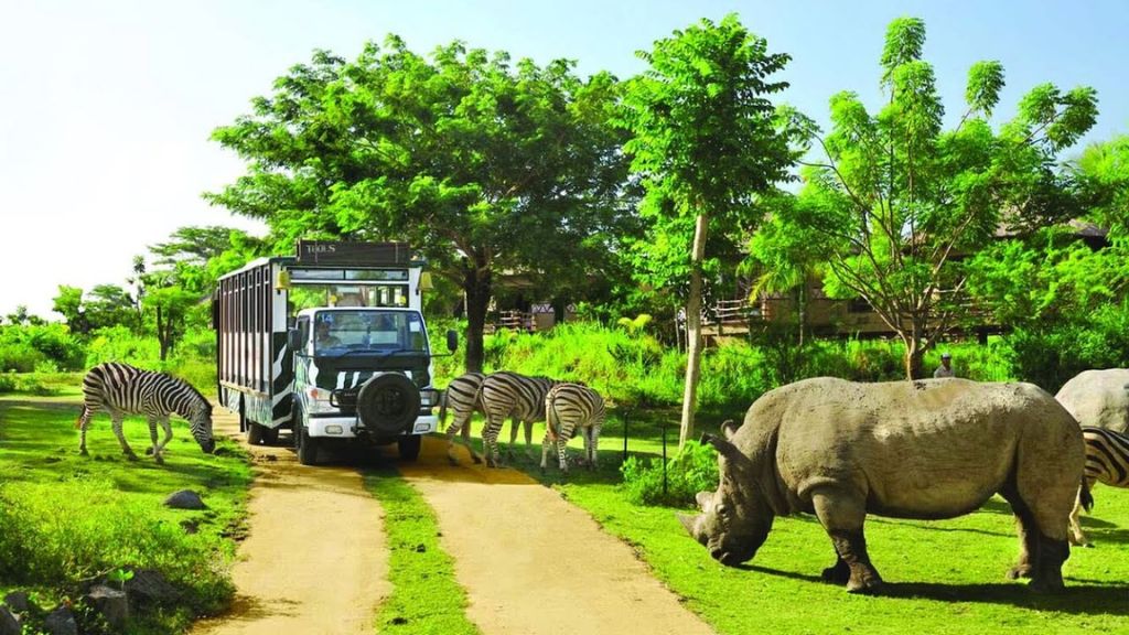 Khám phá thế giới động vật hoang dã tại vườn thú Safari