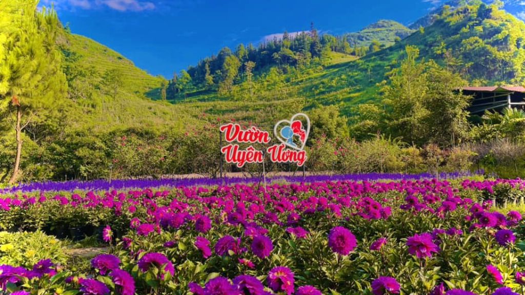 Khám phá vườn hoa Thải Giàng Phố Lào Cai