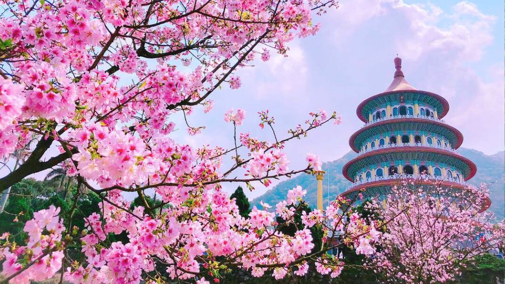 Du lịch Đài Loan - Ngắm hoa anh đào