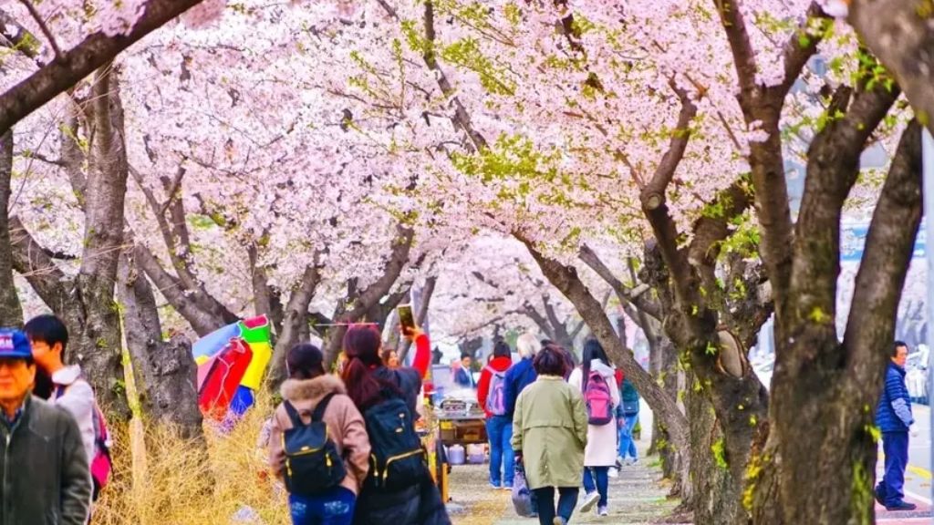 Tham quan công viên Hoa Anh Đào lớn nhất Seoul