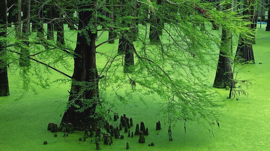 Quý khách tham quan rừng ngập nước Hồ Thanh Sơn