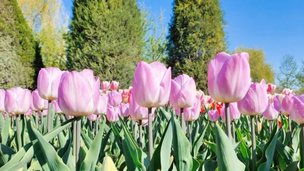 Cánh đồng hoa tulip đẹp tuyệt mỹ trong Công viên Đại Quan