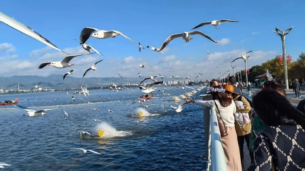 Du khách cho hải âu ăn ở hồ Điền Trì