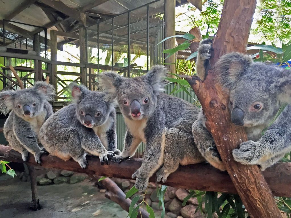 Công viên Koala Park