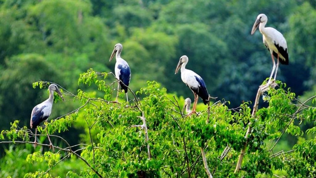 Cá thể chim quý hiếm tại vườn Thung Nham