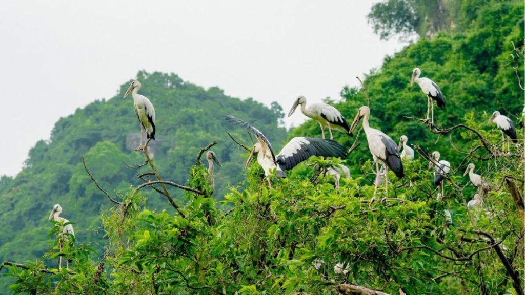 Vườn Chim Thung Nham nơi trú ngụ của nhiều loài quý hiếm
