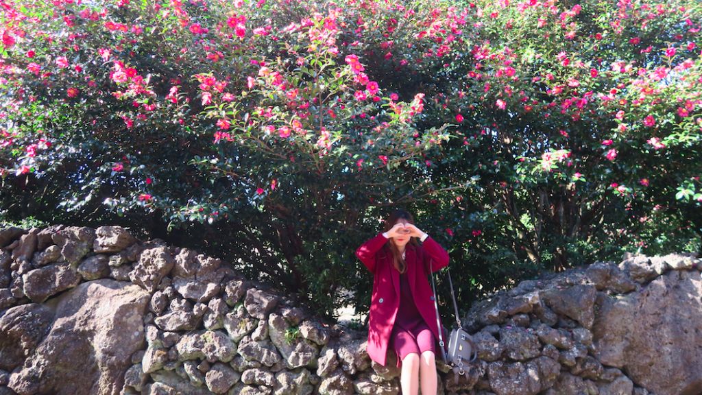 Camellia Hill đồi hoa trà nổi tiếng đảo Jeju