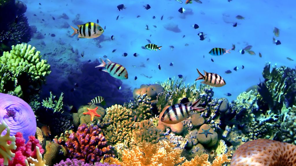 Thế giới đại dương diệu kì tại đảo Coral Pattaya