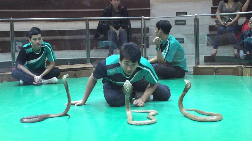 Tham quan xem show xiếc rắn tại Trung tâm nghiên cứu Rắn độc