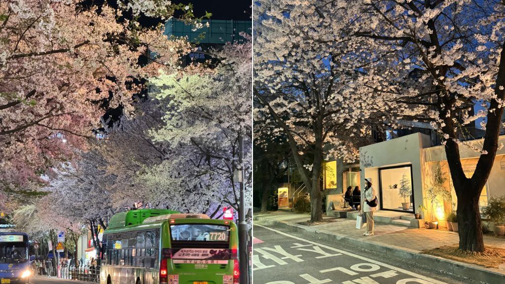 Đường phố Seoul ngập tràn sắc hoa mùa xuân