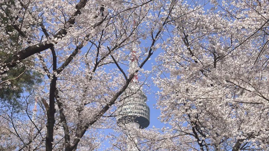 Mùa hoa anh đào tại Tháp N Seoul