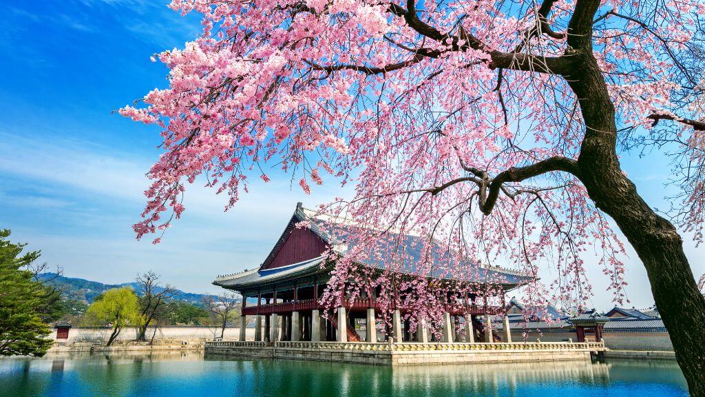 Seoul mùa hoa anh đào