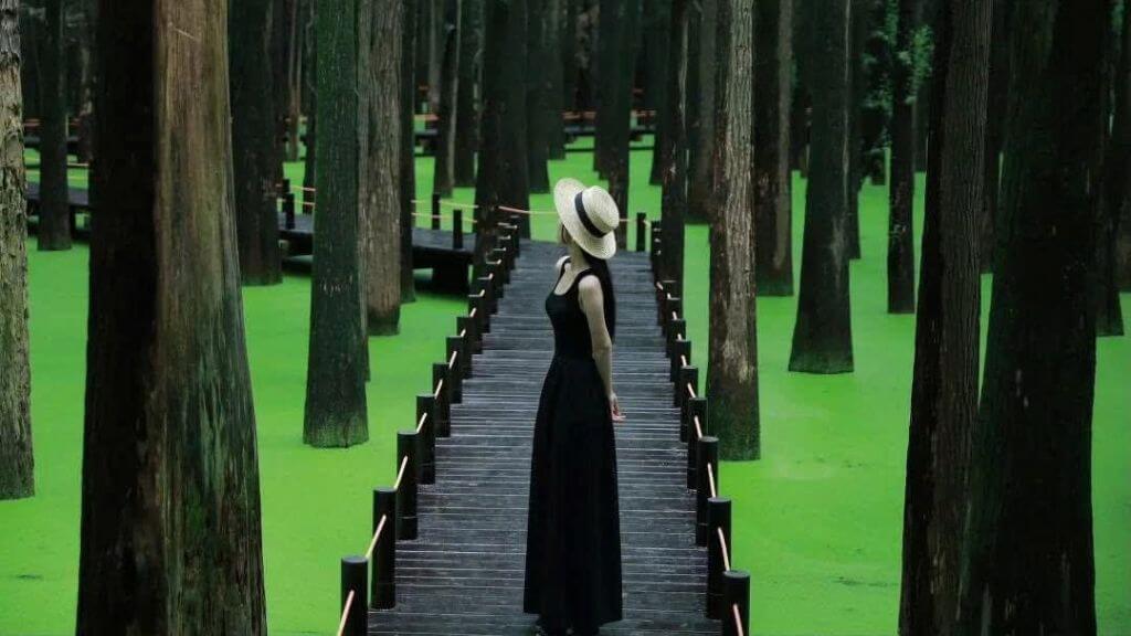 Đầm lầy Thanh Sơn, nơi được ví như “khu rừng ngập nước matcha”