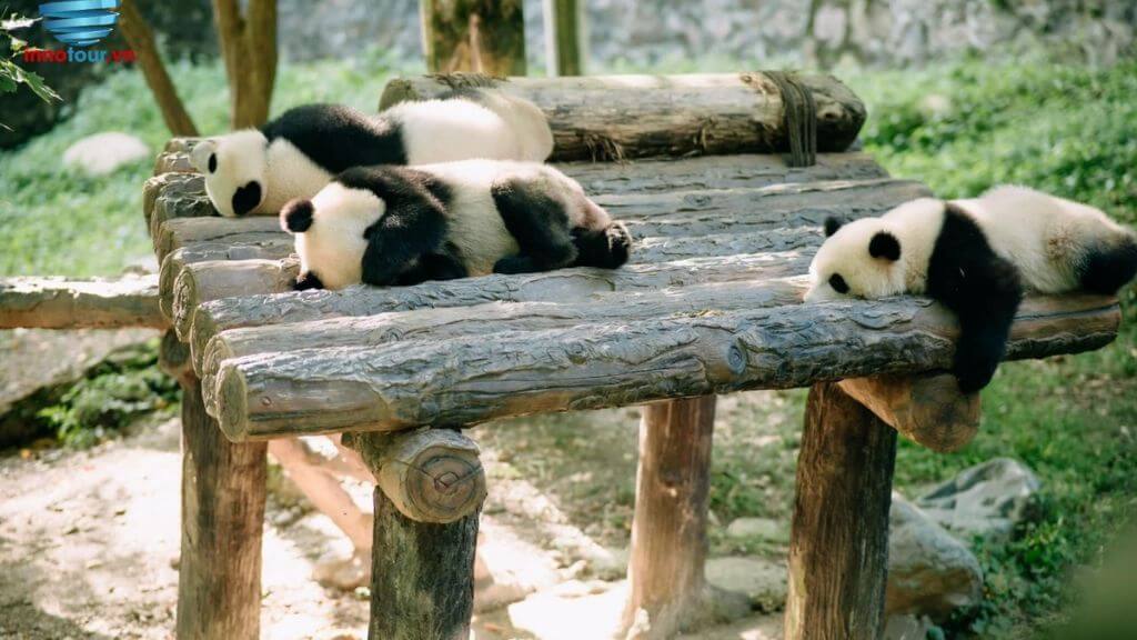 Hình ảnh bên trong công viên gấu trúc Đô Giang Yển