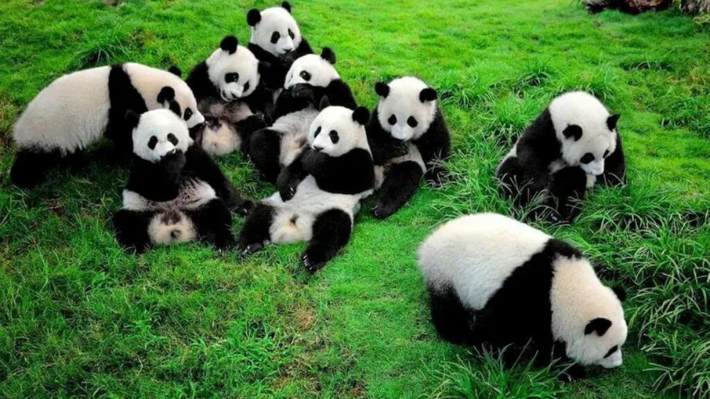 Khám phá công viên gấu trúc Đô Giang Yển