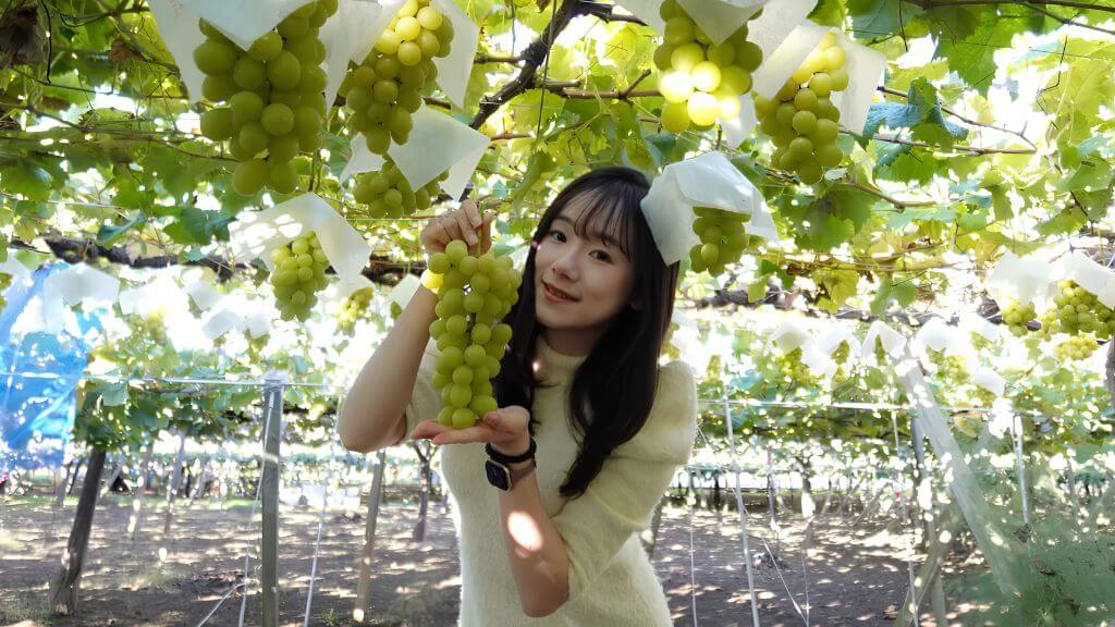 Trải nghiệm hái trái ngọt giữa thiên nhiên Yamanashi
