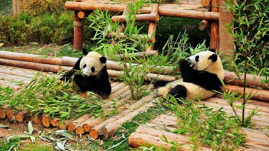 Ghé thăm các chú gấu trúc đang yêu tại Thành Đô