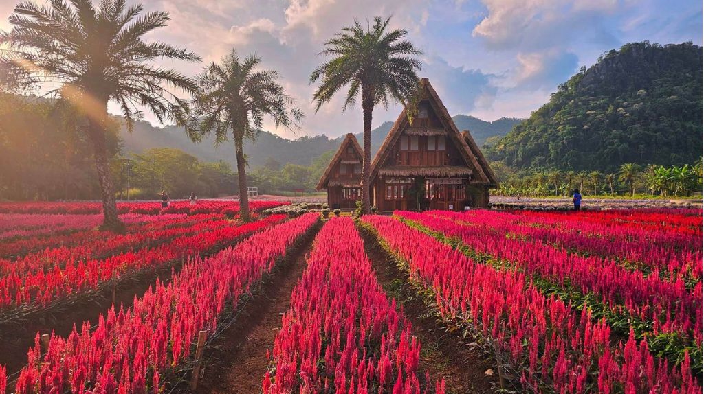 Quý khách mê mẩn trước vườn hoa Hokkaido