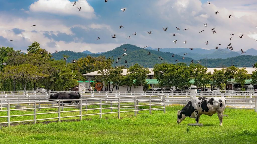 Quý khách tìm hiểu về trang trại lớn nhất ở Thái Lan   Chokchai Farm