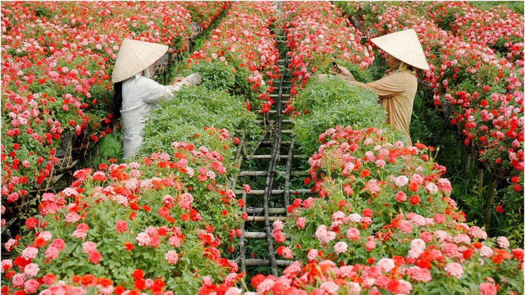 Ngắm nhìn sắc hoa tại làng hoa Tân Quy Đông
