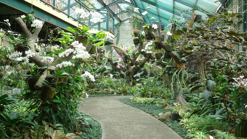 Vườn thực vật Bogor