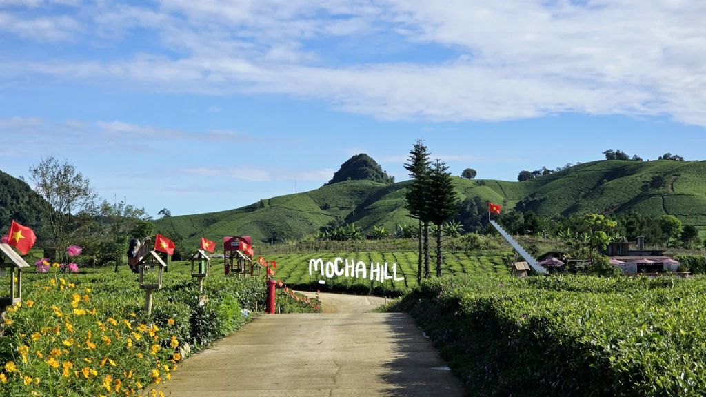 Đồi che xanh ngát ở Mocha Hill