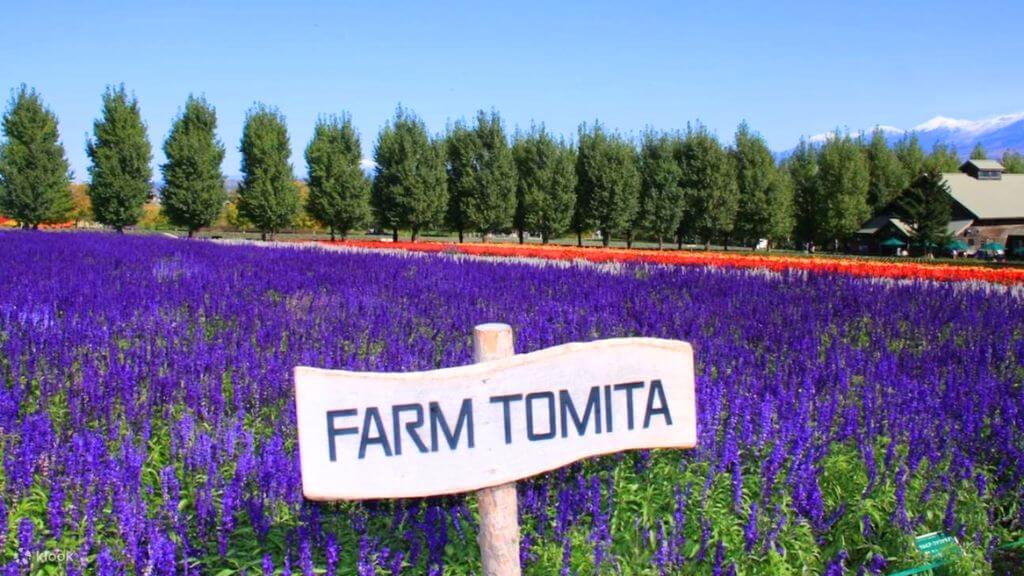 Cánh đồng hoa oải hương lavender tại trang trại Tomita Furano