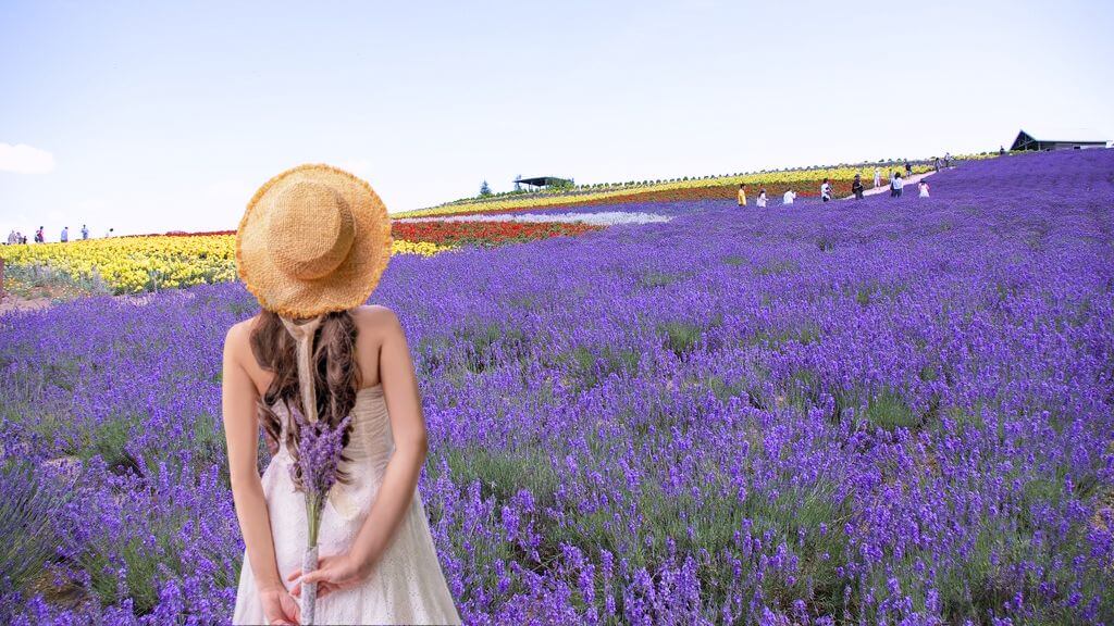 Du khách checkin cùng vườn hoa lavender