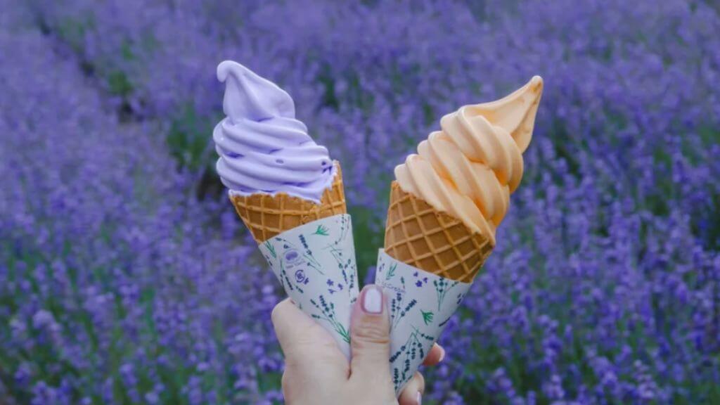 Quý khách thưởng thức kem tươi lavender đặc sản Hokkaido