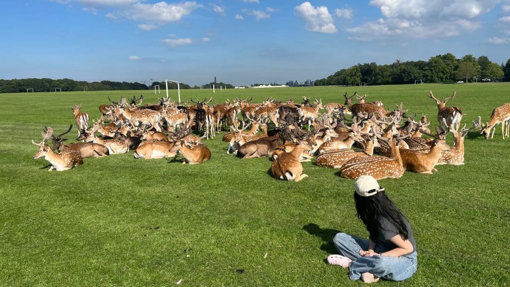 Phoenix Park, không gian xanh nổi tiếng với đàn hươu tự nhiên
