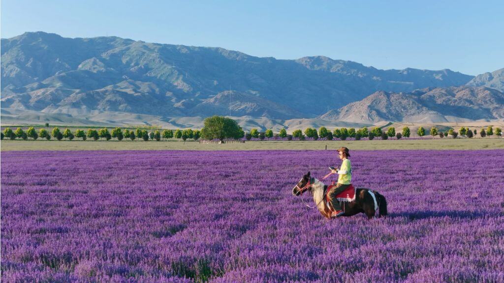 Biển hoa Thiên Sơn là một trong những biển hoa oải hương đẹp và nổi tiếng ở Tân Cương