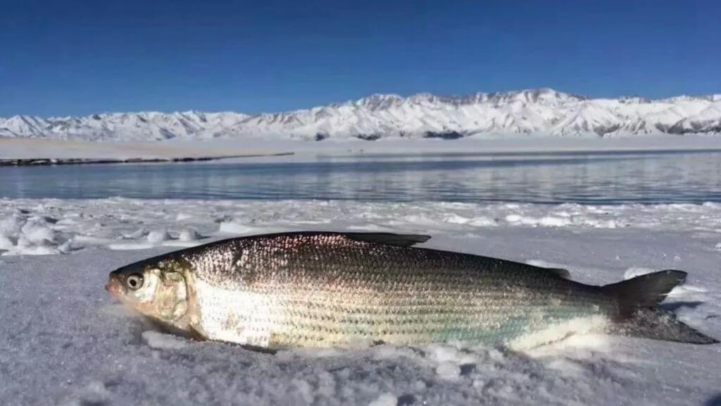 Đoàn thưởng thức Cá Hồi Trắng đặc sản hồ Salimu