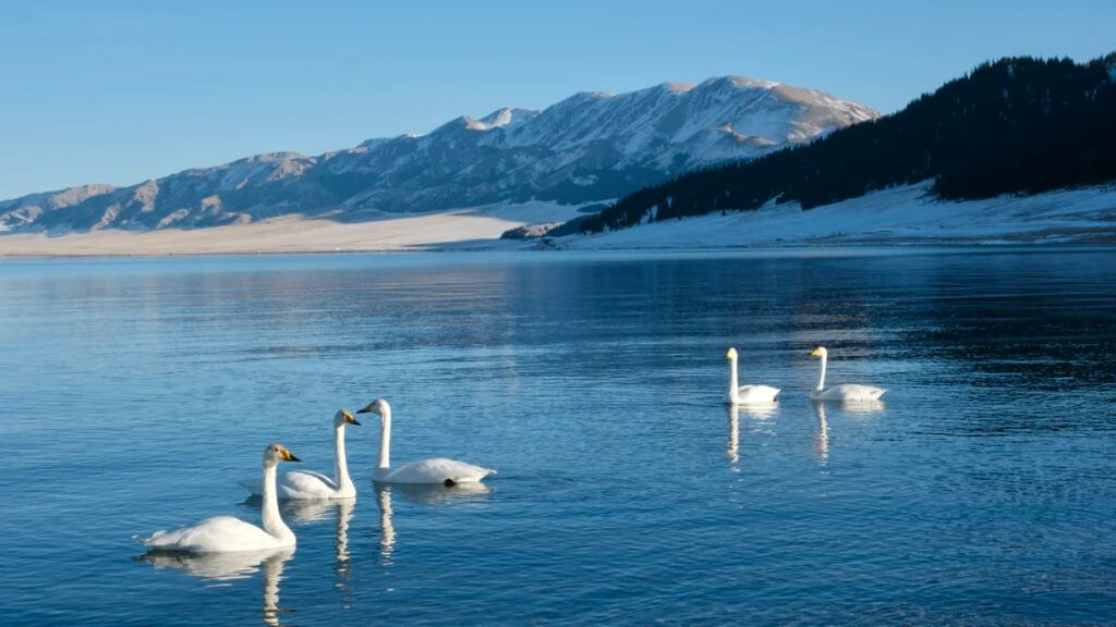 Hồ Sayram   hồ nước lạnh trên núi cao có độ cao lớn nhất và diện tích lớn nhất