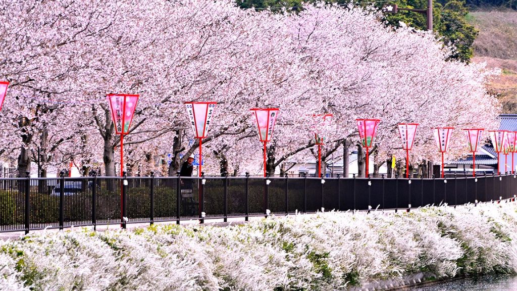 Công viên Ueno mùa hoa anh đào