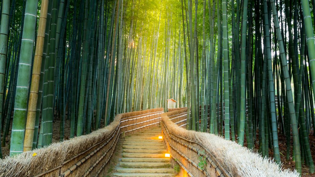 Rừng trúc Arashiyama