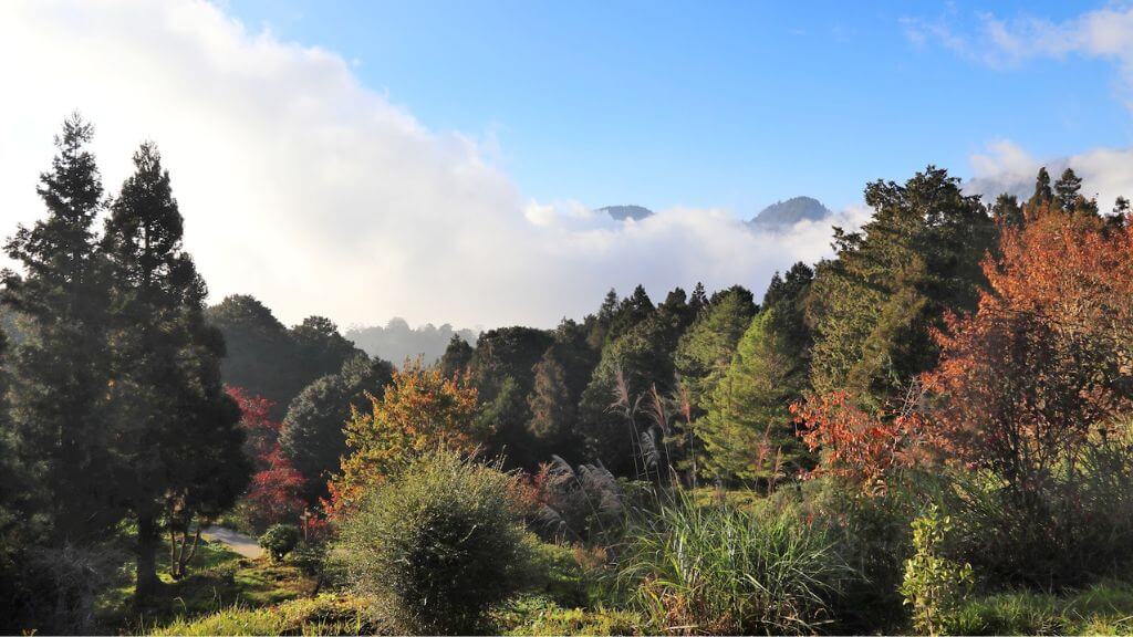 Vườn quốc gia Alishan   kho báu xanh giữa núi rừng với rừng bách cổ thụ hàng nghìn năm tuổi