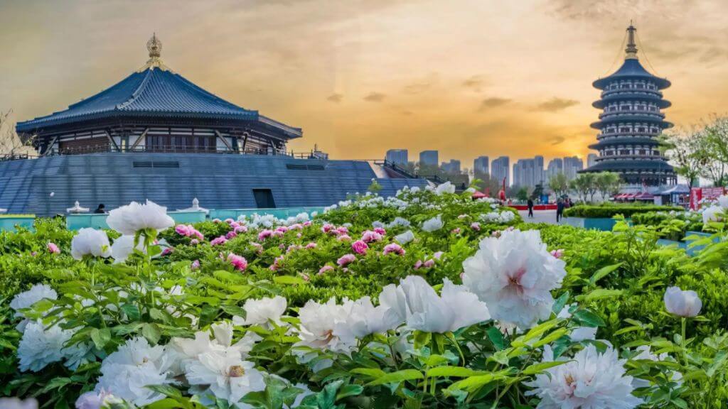 Công viên Hoa Mẫu Đơn Lạc Dương – nơi được xem là biểu tượng quốc hoa của Trung Quốc