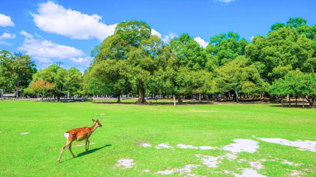 Công viên Nara thơ mộng với những chú nai sinh sống