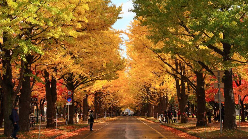 Đại học Hokkaido là điểm check in hấp dẫn trong tour Hokkaido mùa thu