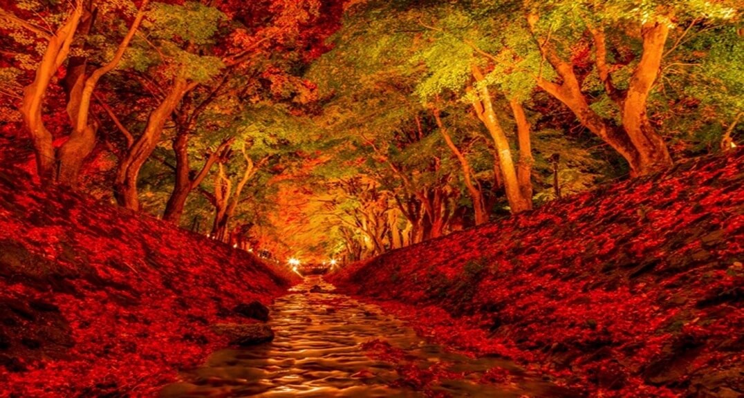 Đường hầm lá phong Momiji Kairou tuyệt đẹp