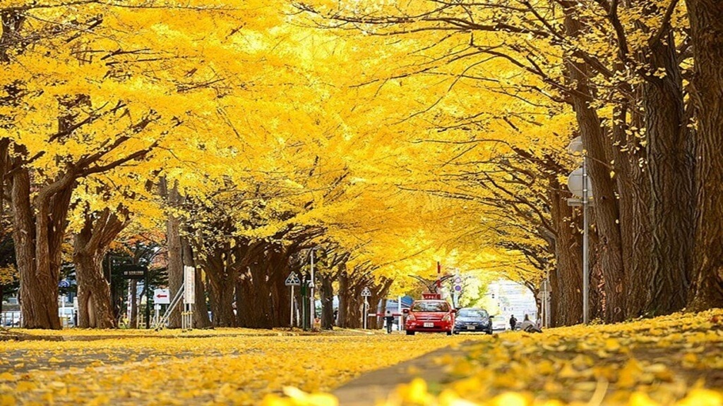 Meiji Jingu Gaien nơi lý tưởng để ngắm mùa lá rụng tại Tokyo