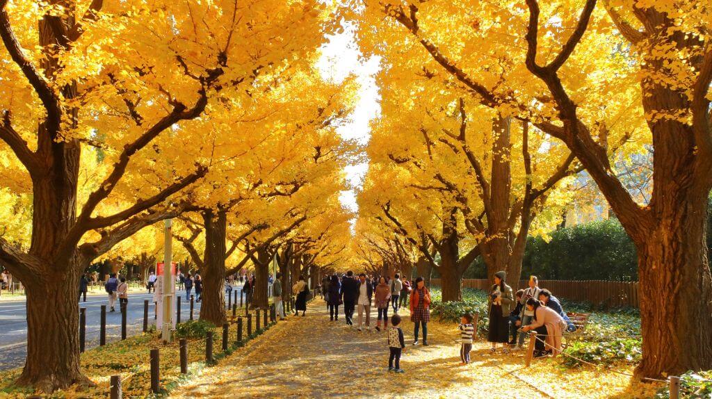 Dạo quanh dưới những tán cây vàng rực tại công viên Meiji Jingu Gaien