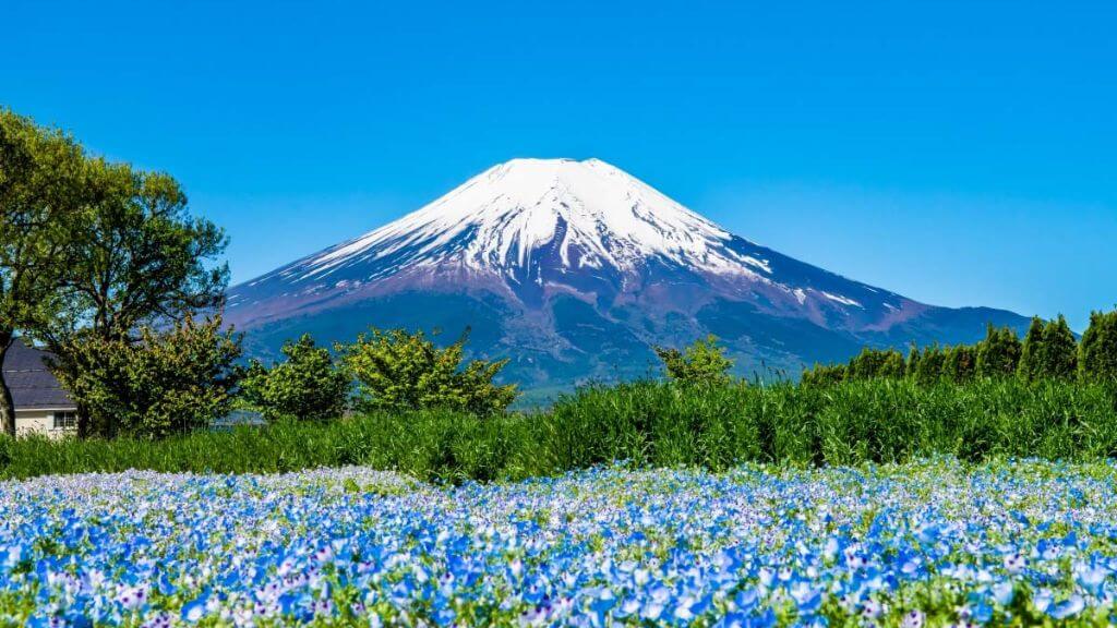 Hananomiyako Park với các loài hoa khoe sắc theo mùa