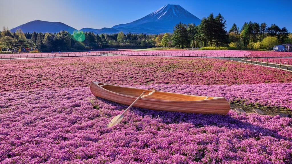 Lễ hội Hoa chi anh – Shibazakura, diễn ra dưới chân núi Phú Sĩ gần hồ Motosu với thảm hoa rực rỡ sắc hồng, tím, trắng