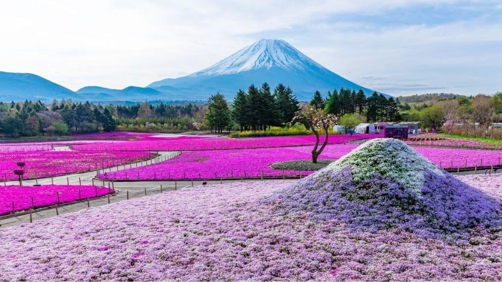 Thưởng ngoạn thảm biển hồng rực rỡ hoa Chi Anh dưới chân núi Phú Sĩ