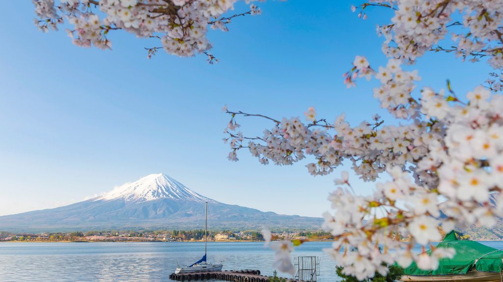 Núi Phú Sĩ hùng vỹ bên hoa anh đào