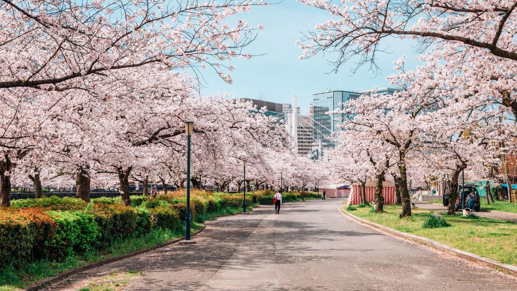 Thành phố Osaka ngập tràn sắc hoa anh đào