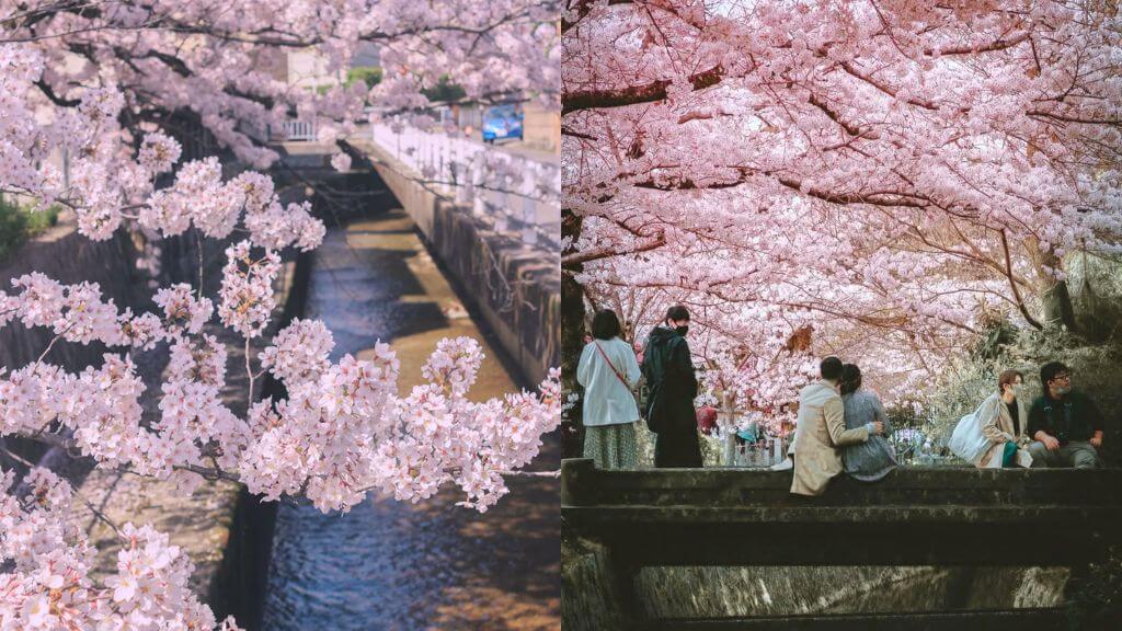 Philosopher's Path – con đường nổi bật với hàng anh đào nở rộ vào mùa xuân