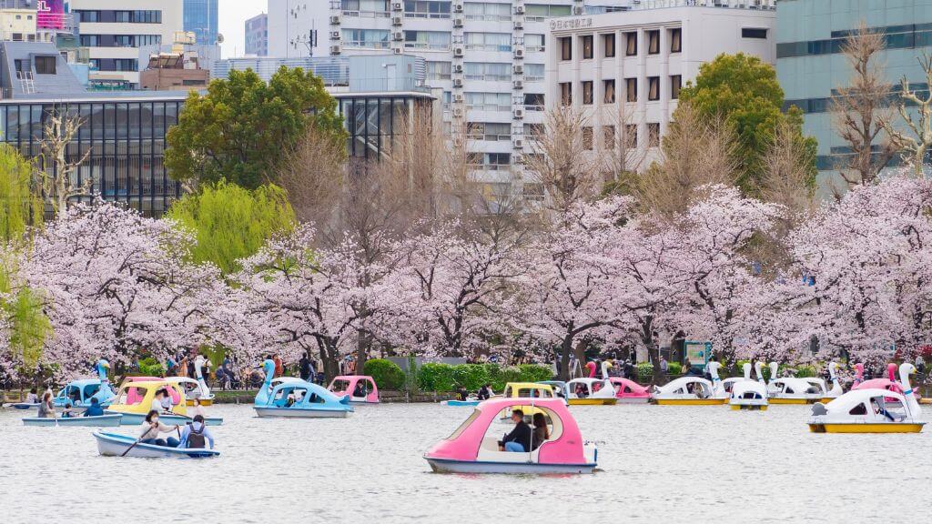 Ueno Park – một trong những địa điểm ngắm hoa anh đào đẹp nhất Tokyo