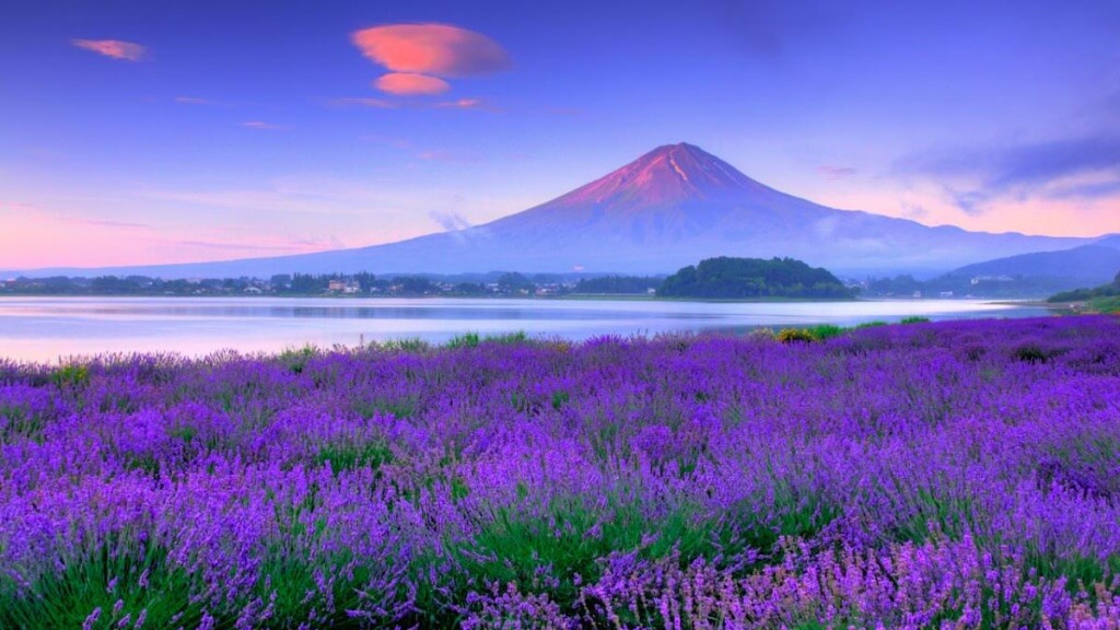 Công viên Oishi - Bản hòa sắc tím của mùa hè Nhật Bản